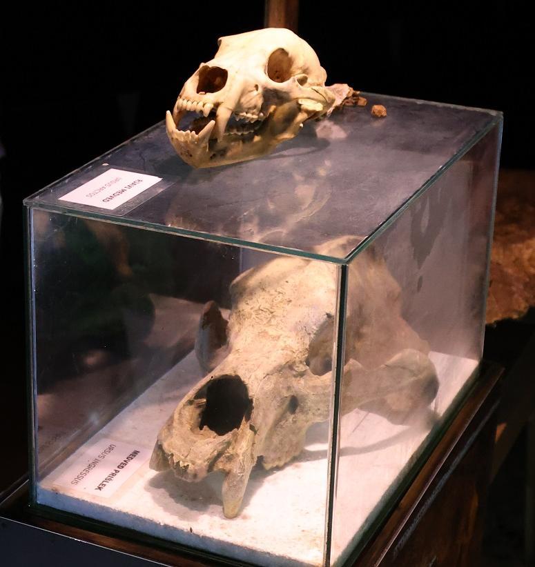 Bear skull in display case