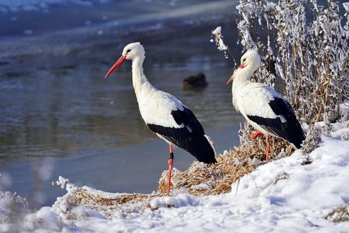 Zwei Störche im Winter