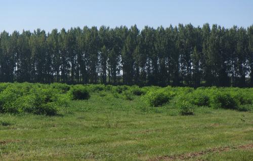 Eine Wiese die mit Amorpha überwuchert ist.