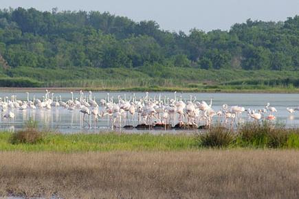 Greater Flamingos in Ulcinj Salina