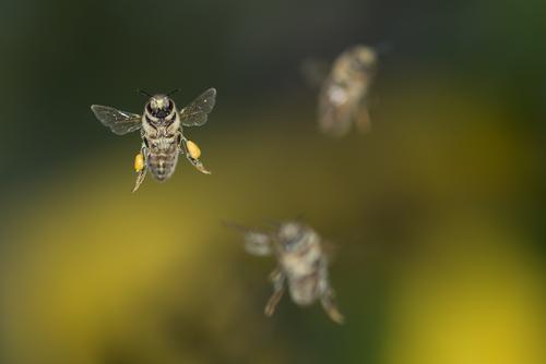 Honigbienen im Flug Biene mit Pollenhöschen