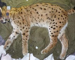 A male lynx with a radio transmitter