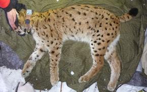 Wissenschaftler besendern Luchs
