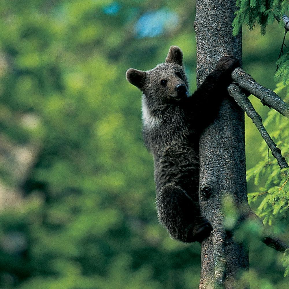 Ein Bärenjunges klettert auf einen Nadelbaum - Ausschnitt