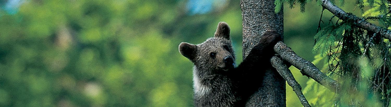 Ein Bärenjunges klettert auf einen Nadelbaum - Ausschnitt