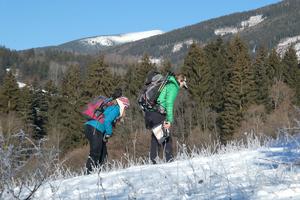Wolf conservationists search for tracks in the snow