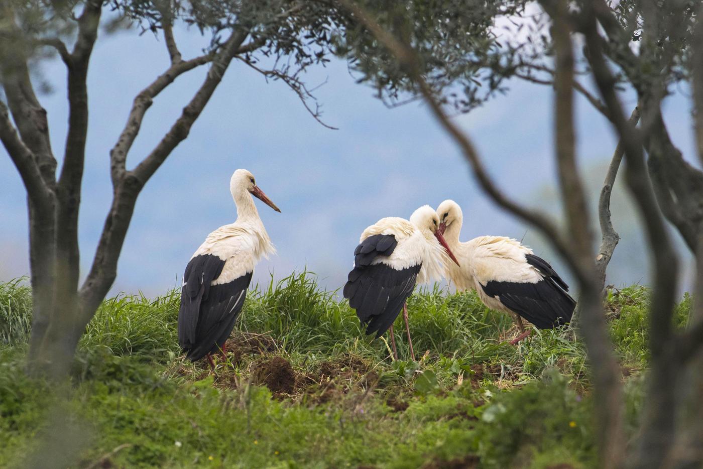 Three White Storks
