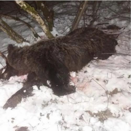 poached mother bear in Montenegro