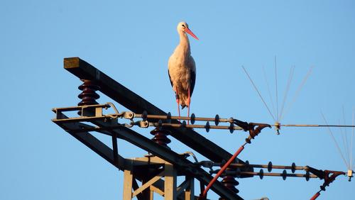 A stork stands on a power pole.