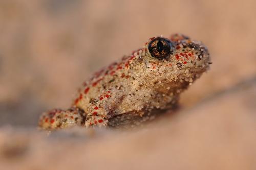 Camouflaged midwife toad