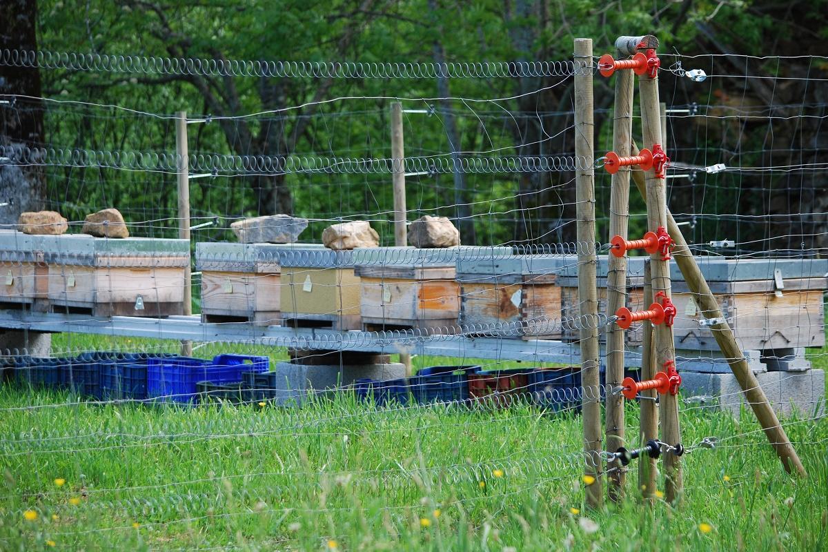 beehives secured from bears