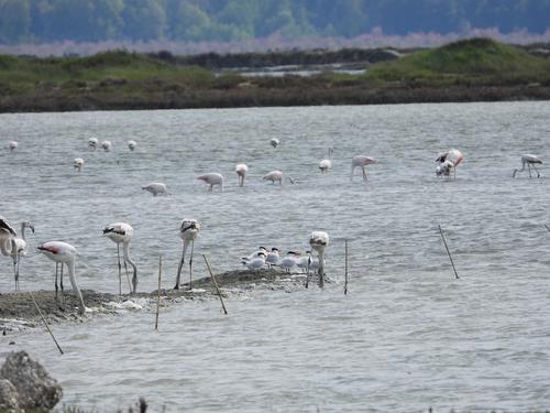 Flamingos and Caspian terns in Albanian Narta Lagoon