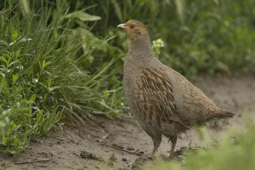 Grey Partridge on a field