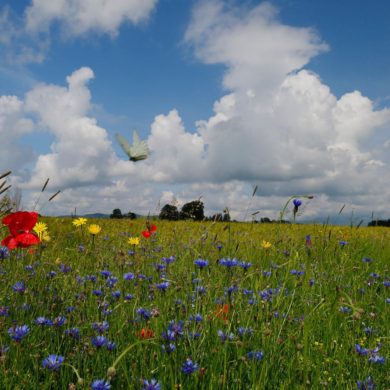 Eine Wildblumenwiese mit Mohn und einem Schmetterling.