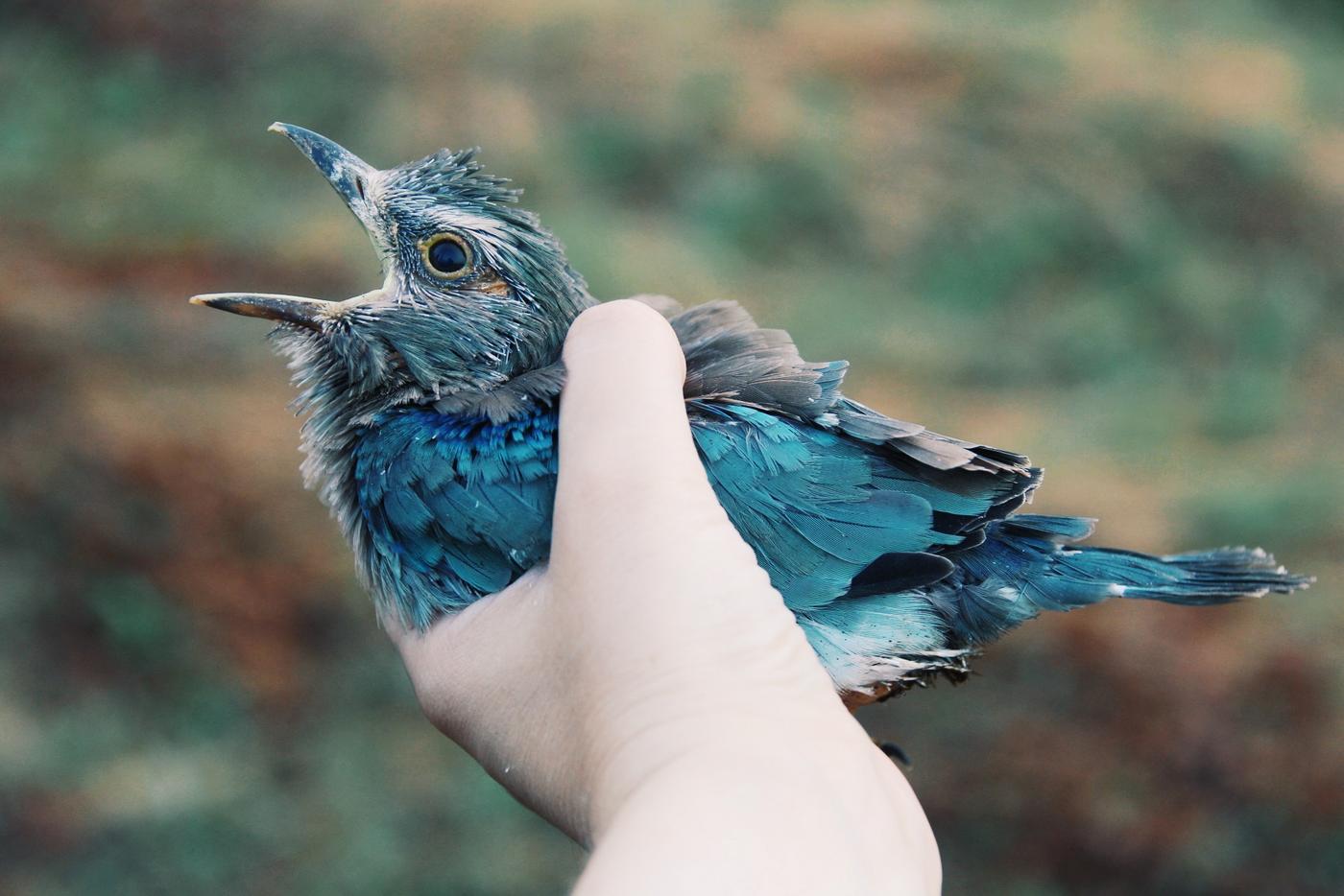 young European Roller in the hand of a bird ringener
