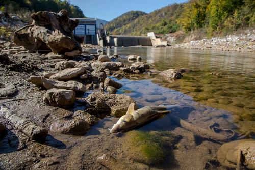 Der Fluss unterhalb des Wasserkraftwerks Jadar mit einem angeschwemmten toten Fisch am Ufer.