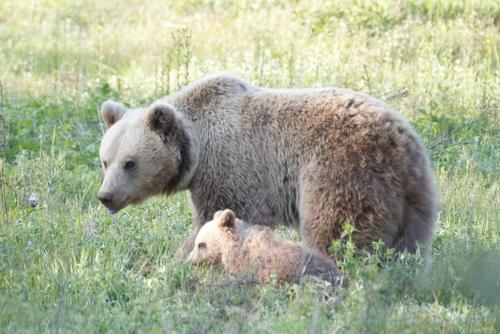 Bear mother with its cub
