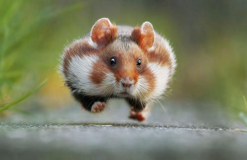 Field hamster running towards the spectator