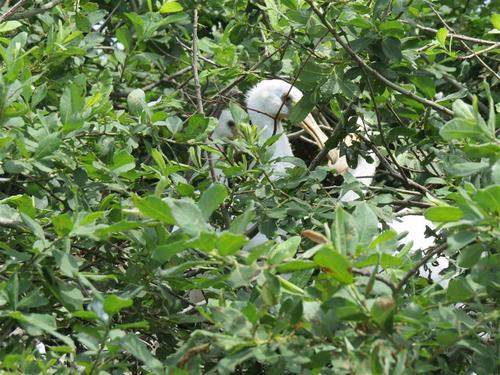 A spoonbill in the brushes