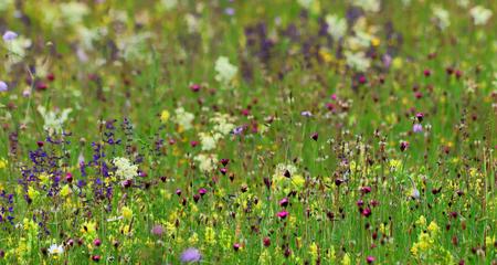 Blühende Wildblumen auf einer Wiese