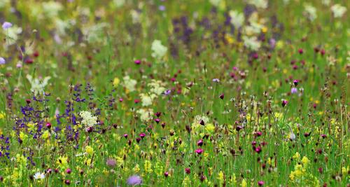 Blühende Wildblumen auf einer Wiese