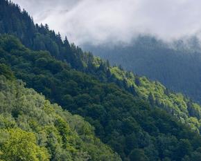 A sunlit, wooded mountainside in Romania.