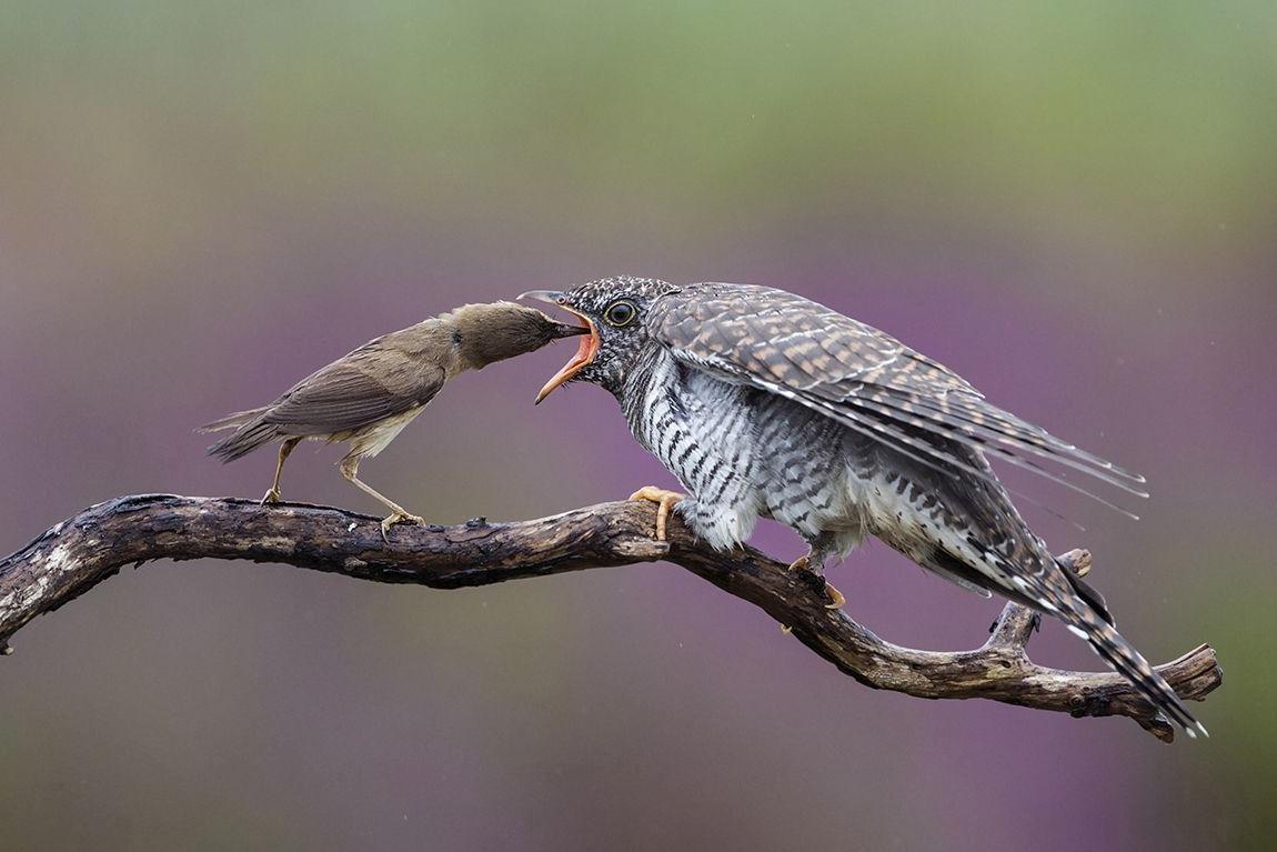 A tiny reed warbler feeds a huge young cuckoo