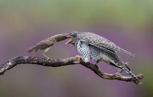 Ein winziger Vogel füttert ein großes Kuckucksküken
