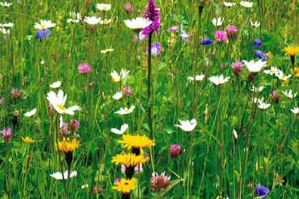 Extensive used meadow with different flowers
