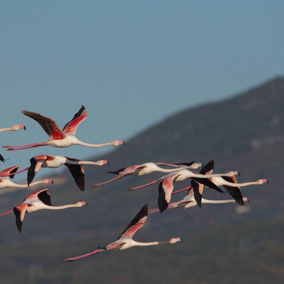 Flying flamingos