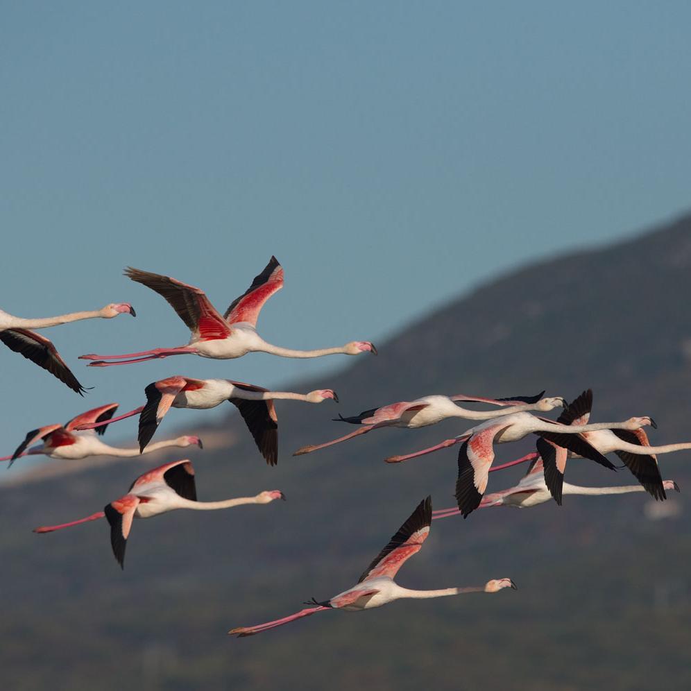 Ein Schwarm fliegender Flamingos