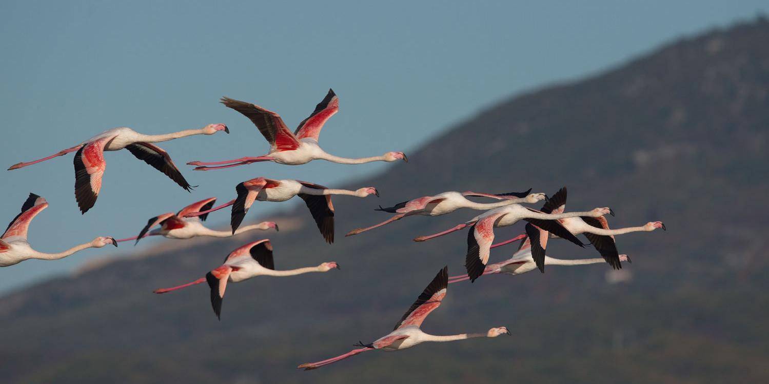 Fliegende Flamingos