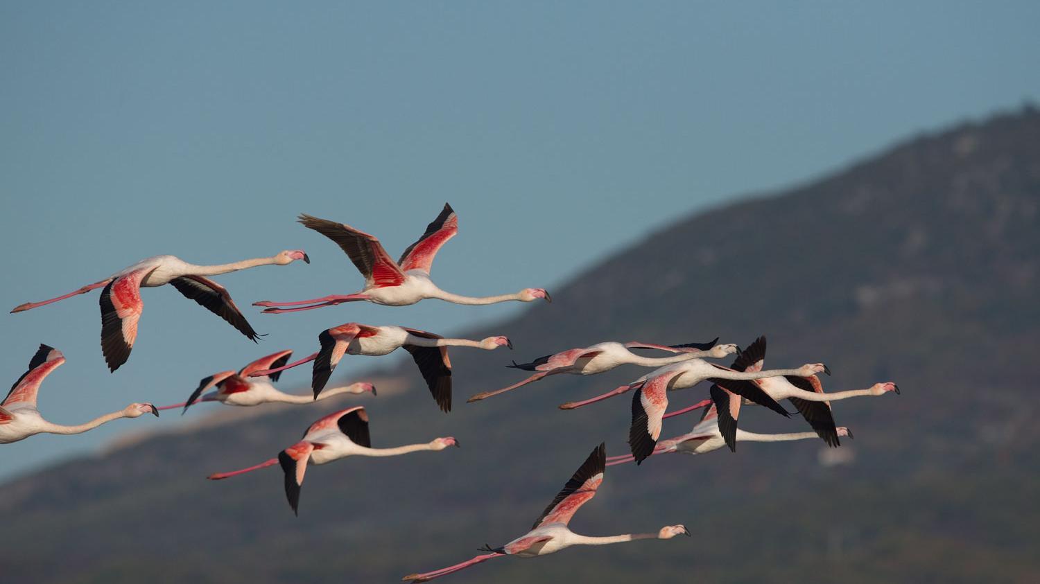 Rosaflamingos im Flug