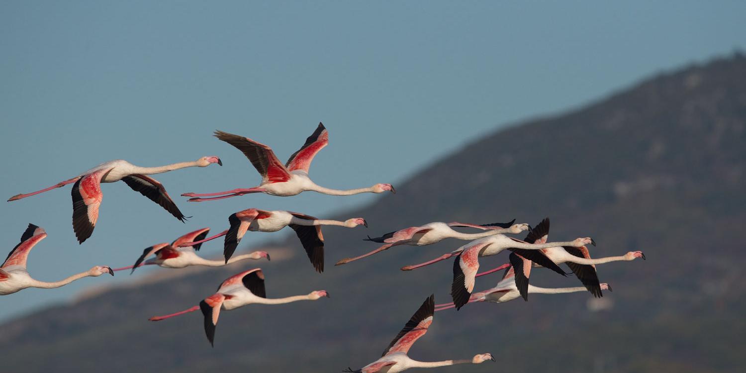 Ein Schwarm fliegender Flamingos