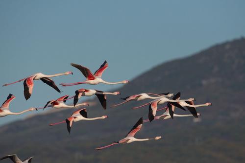 Flying flamingos, in the background there is a mountain.