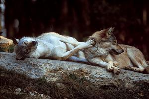zwei Wölfe auf Fels
