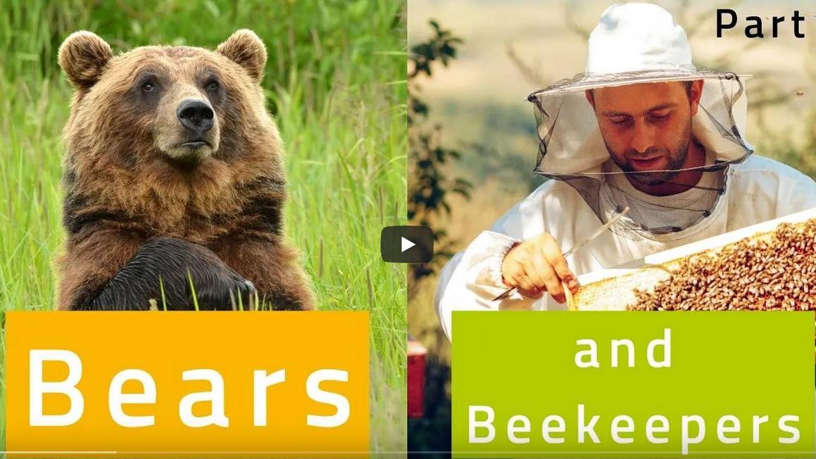Double image with bear on the left and beekeeper on the right