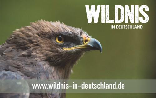 Bild Wildnis in Deutschland mit Schreiadler