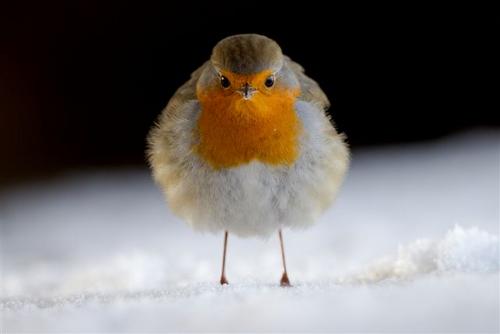 Rotkehlchen im Schnee