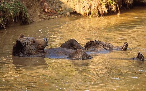 A brown bear lies comfortably backwards in the water and enjoys the evening sun.