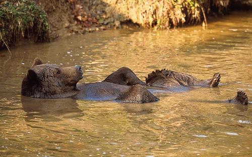 Ein Braunbär liegt gemütlich rücklings im Wasser und genießt die Abendsonne.