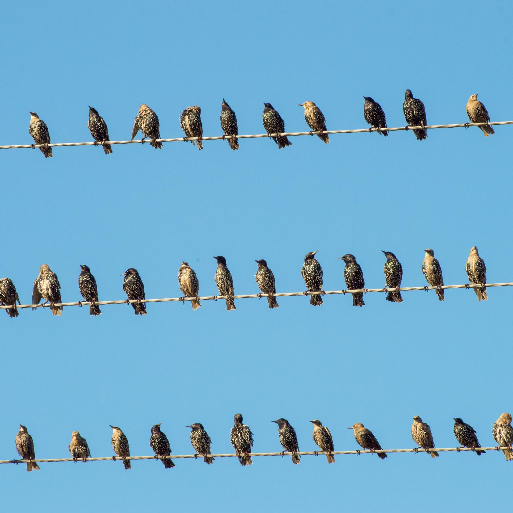 Starlings on electricity lines