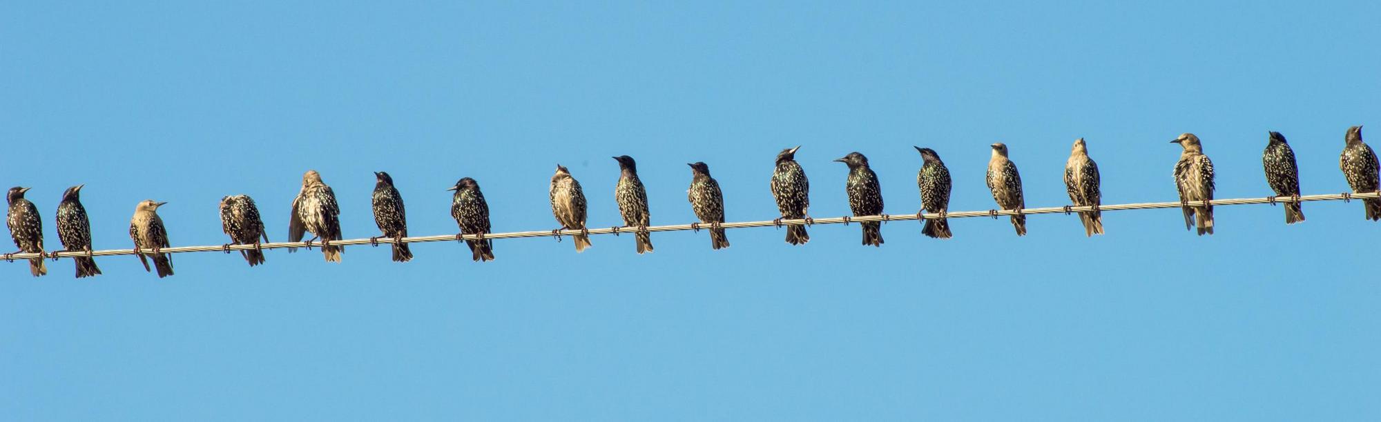 Starlings on electricity lines