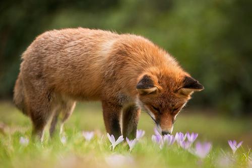 Fox sniffs at autumn crocus