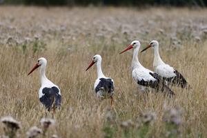 Four White Storks on a meadow