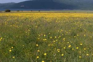 blooming wet meadow