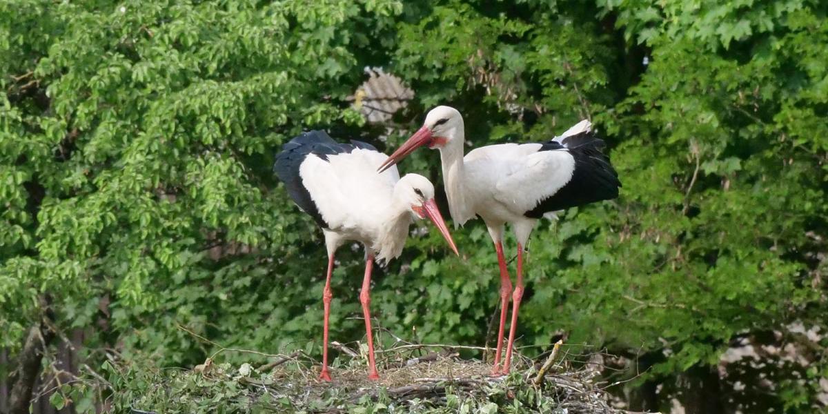 Two storks on their nest, trees in the background.