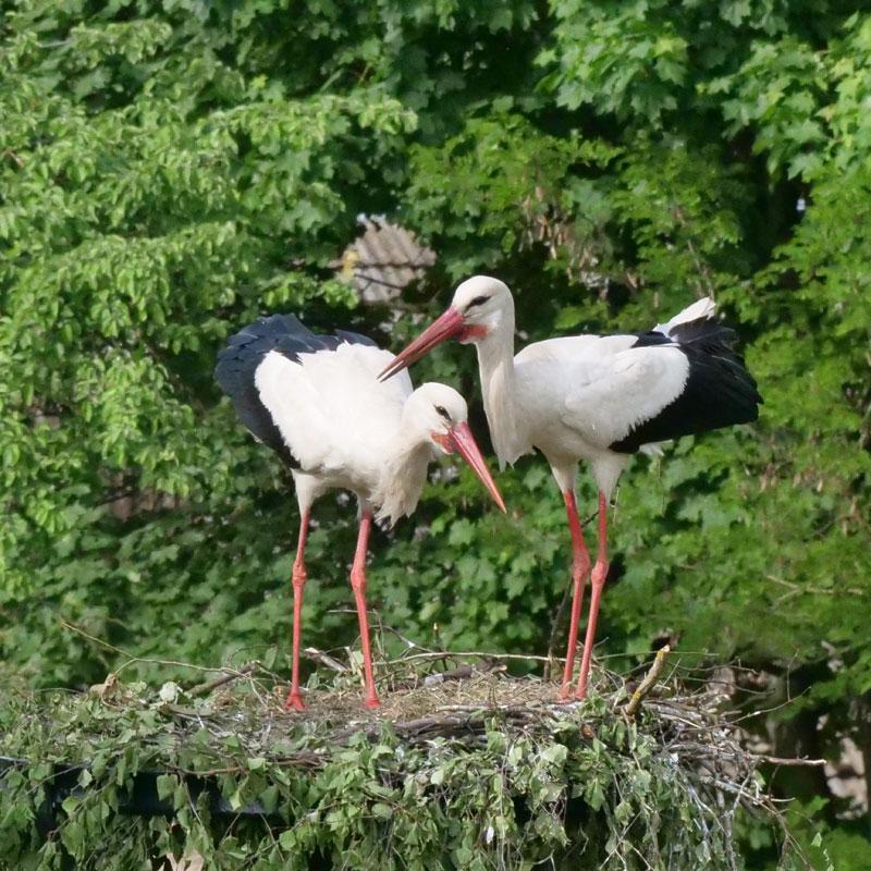 Two storks on their nest, trees in the background.