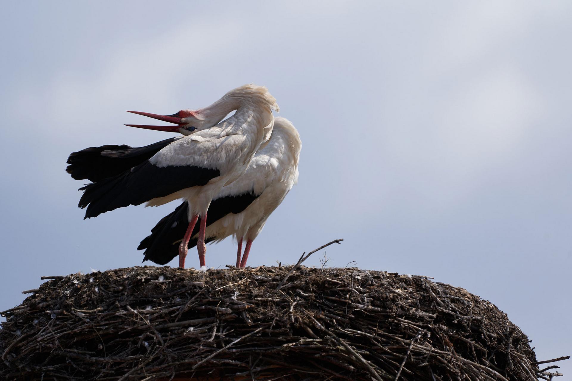Stork nests outlet