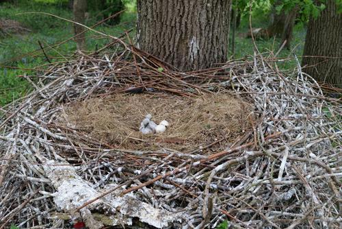 Stork chicks in the nest Newly hatched white storks in the eyrie